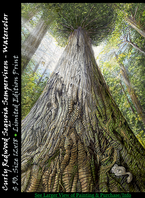 Coastal Redwood, Curly Redwood - Sequoia Semperviren