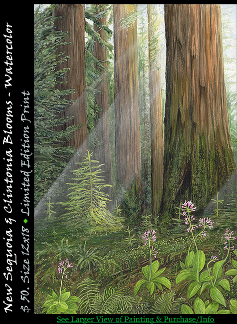 Coastal Redwoods, New Sequoia and Clintonia Blooms
