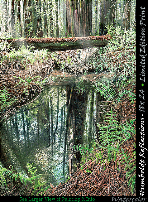 Humboldt Redwood Sequoia Reflections Humboldt