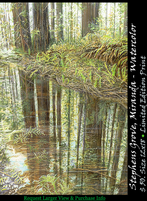 Stephens Grove Redwoods, Watercolor Painting on Avenue of the Giants