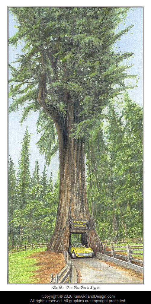 Coastal Drive Thru Redwood Tree