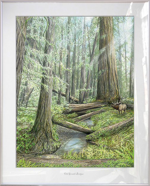 Framed-Old-Growth-Bridges (431K)