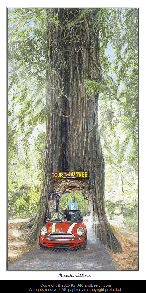 Coastal Drive Thru Redwood Tree